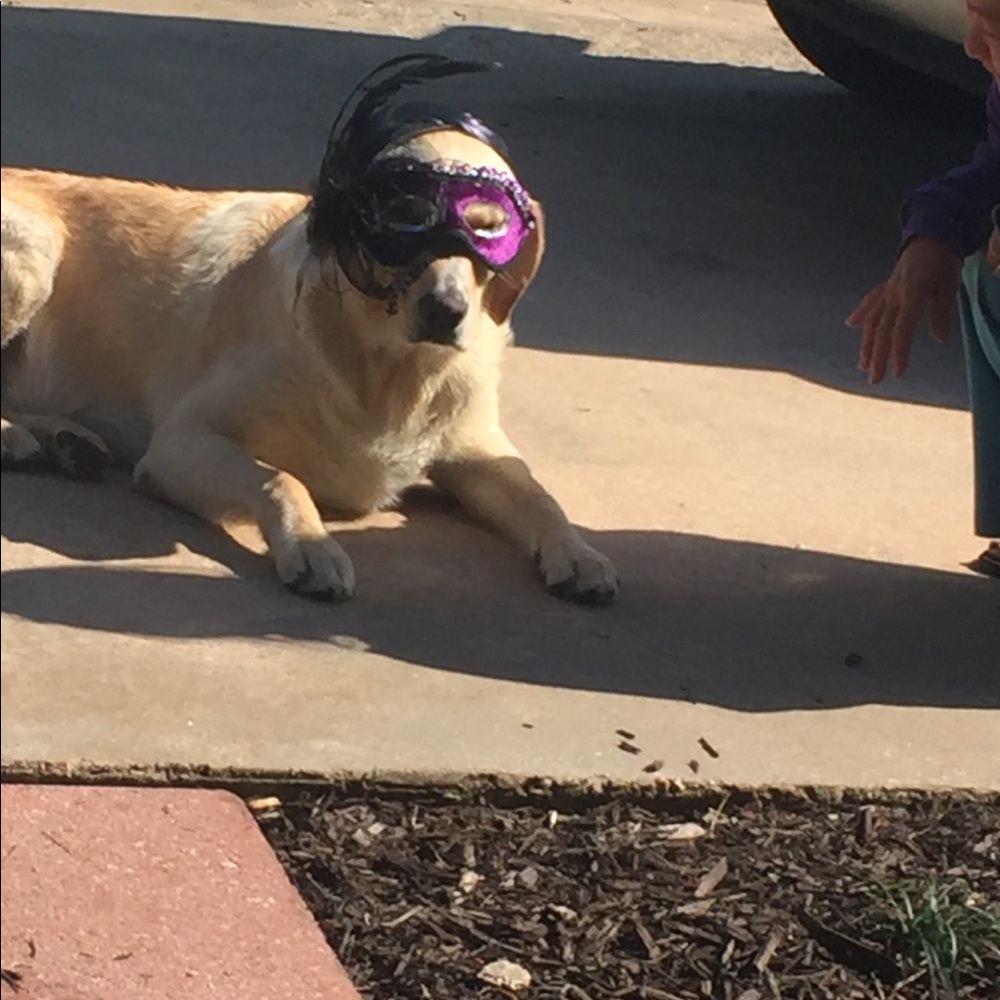 Meet your Posher, Maisie